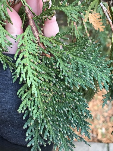 arborvitaes