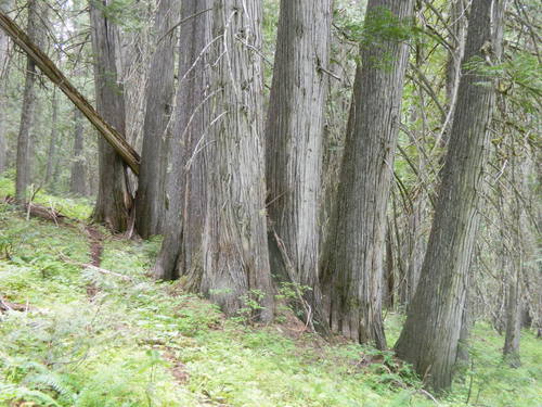 arborvitaes