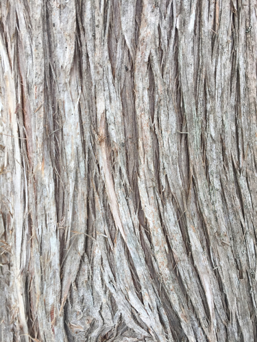 arborvitaes