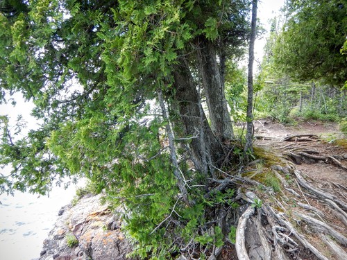 arborvitaes