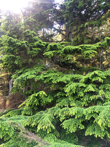 western hemlock