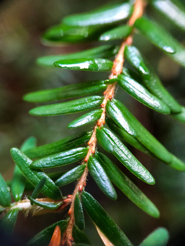 western hemlock