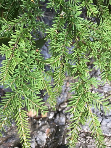 western hemlock