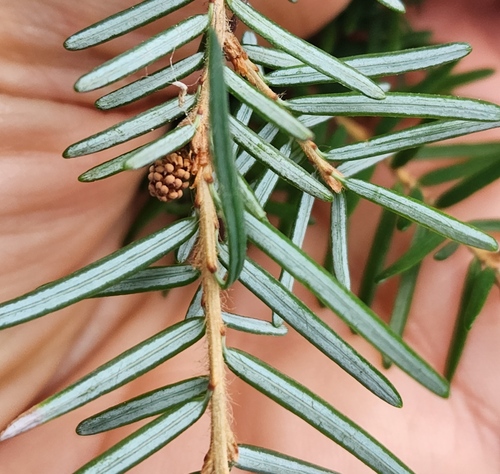 western hemlock