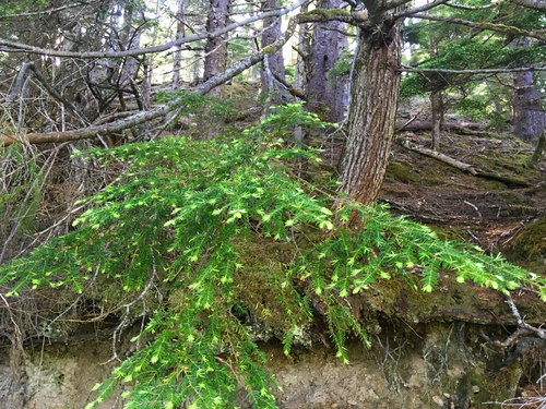 western hemlock