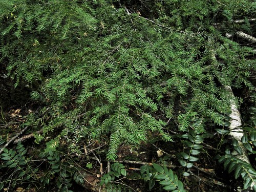 western hemlock