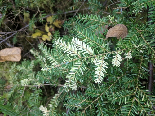 western hemlock
