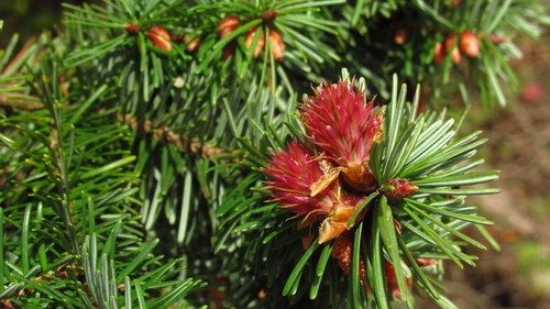 Douglas-fir