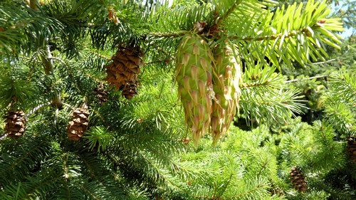 Douglas-fir