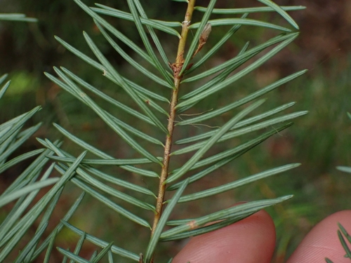 Douglas-fir
