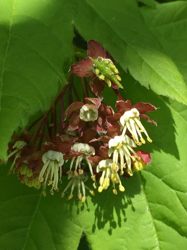 Vine Maple