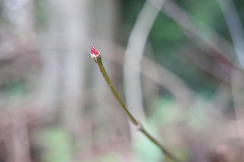Vine Maple