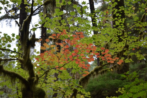 Vine Maple