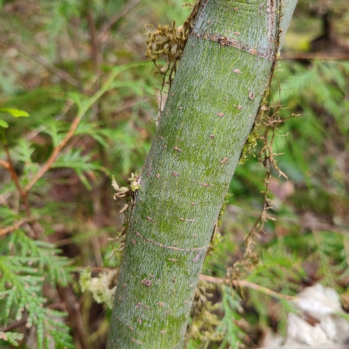 Vine Maple