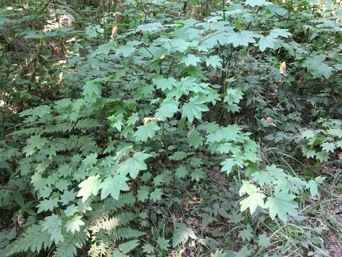 Vine Maple