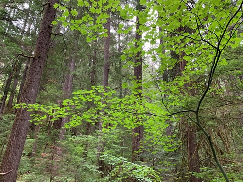Vine Maple