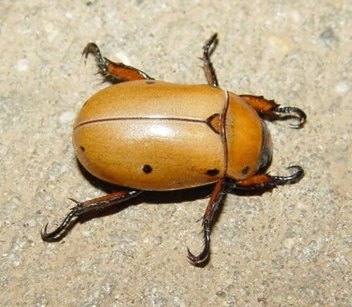 Grapevine Beetle