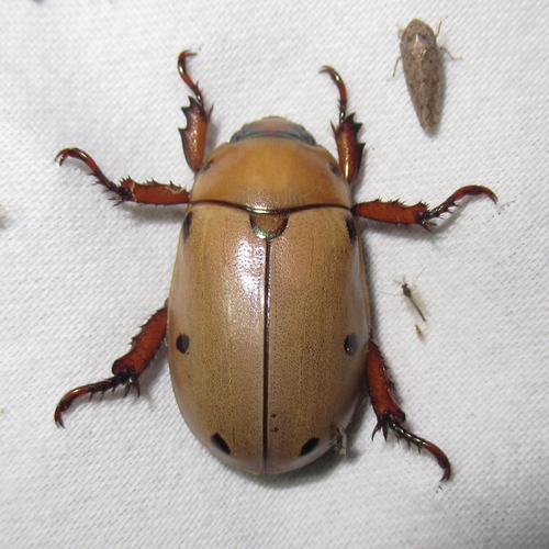Grapevine Beetle