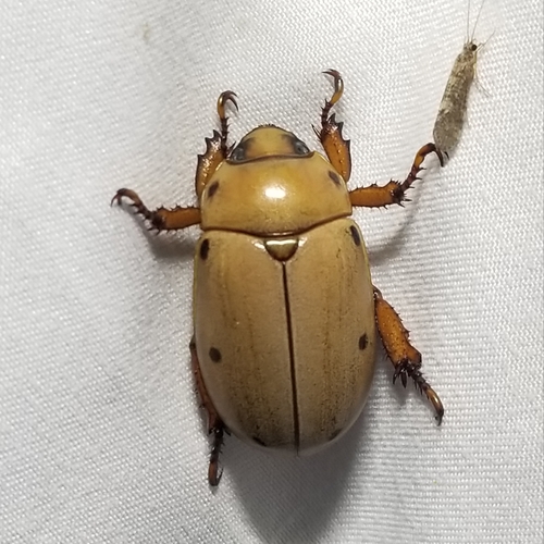 Grapevine Beetle