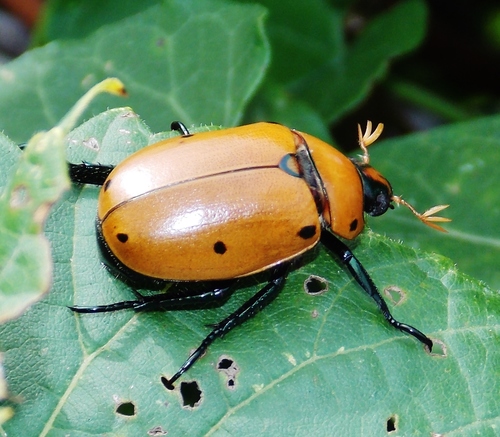 Grapevine Beetle