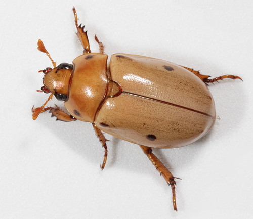 Grapevine Beetle