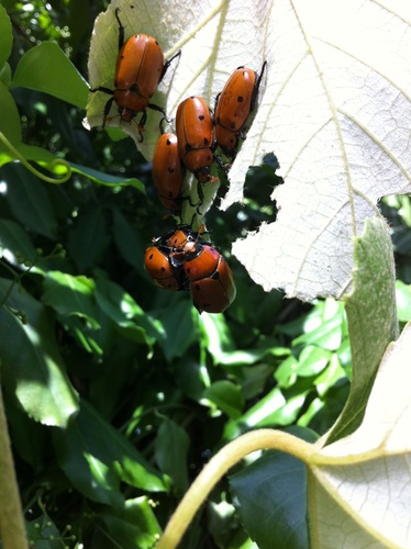 Grapevine Beetle