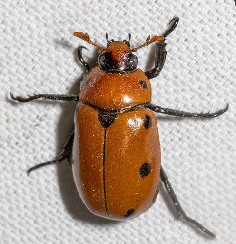 Grapevine Beetle