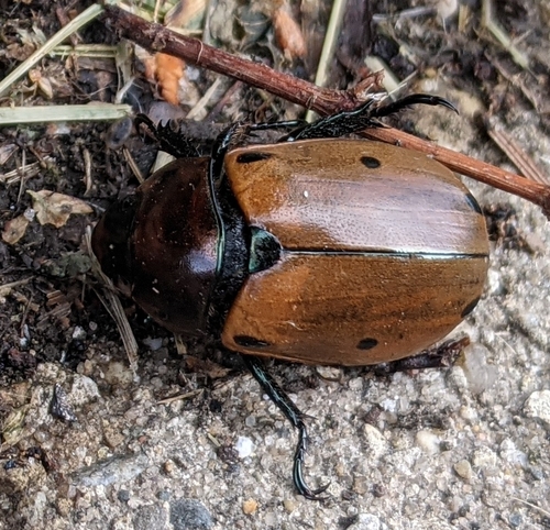 Grapevine Beetle
