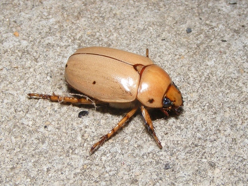 Grapevine Beetle
