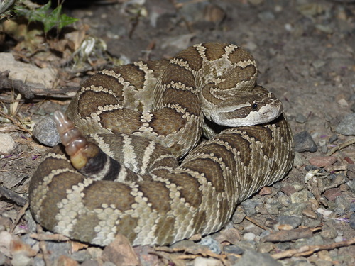 Western Rattlesnake