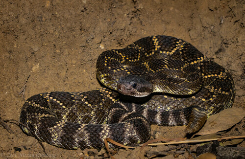 Western Rattlesnake