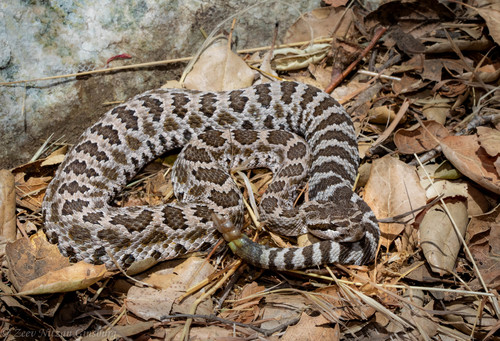 Western Rattlesnake