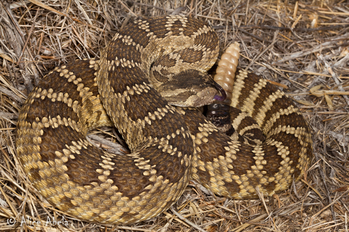 Western Rattlesnake