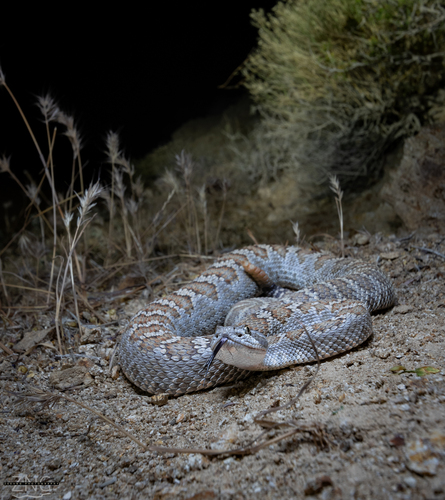 Western Rattlesnake