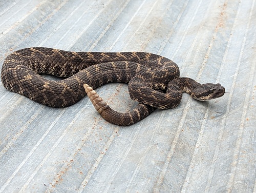 Western Rattlesnake