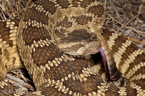 Western Rattlesnake