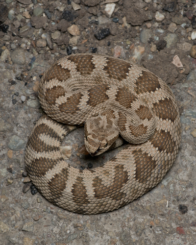 Western Rattlesnake