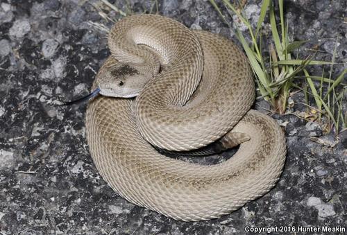 Western Rattlesnake