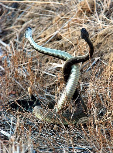 Western Rattlesnake