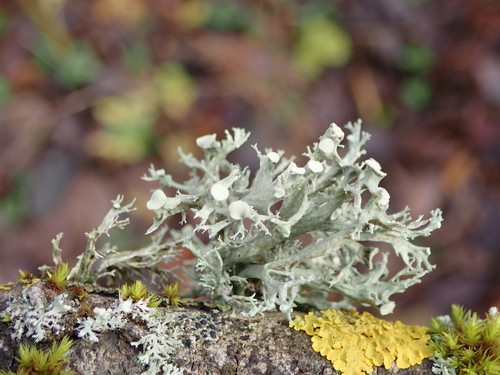 bushy lichens