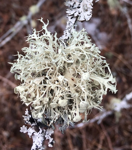 bushy lichens