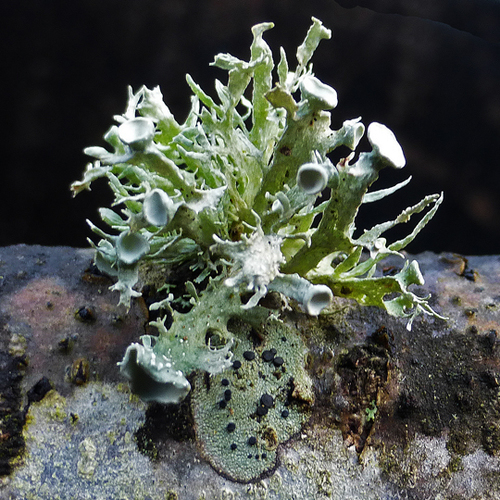 bushy lichens
