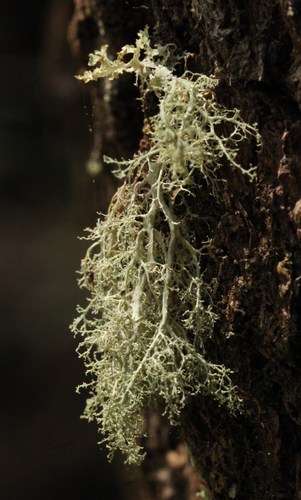 bushy lichens