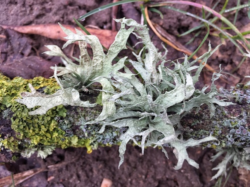 bushy lichens
