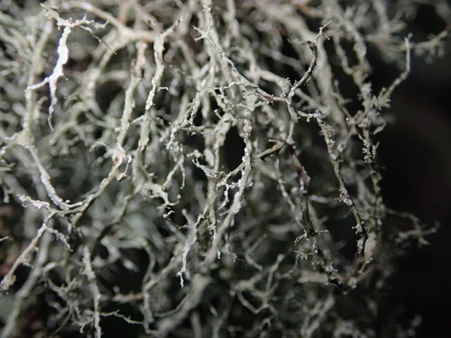 bushy lichens
