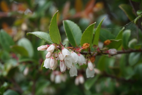 Evergreen Huckleberry