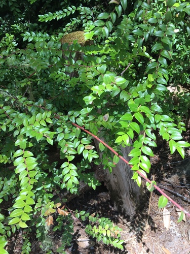 Evergreen Huckleberry