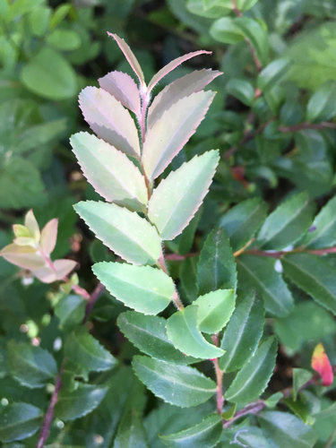 Evergreen Huckleberry