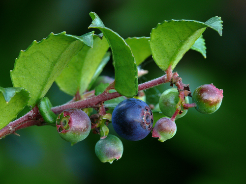 Evergreen Huckleberry