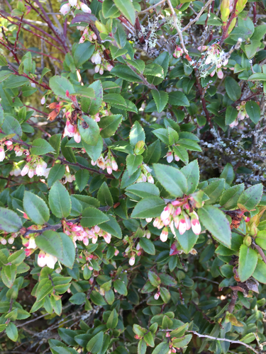 Evergreen Huckleberry